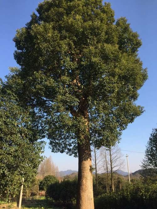 骨架香樟