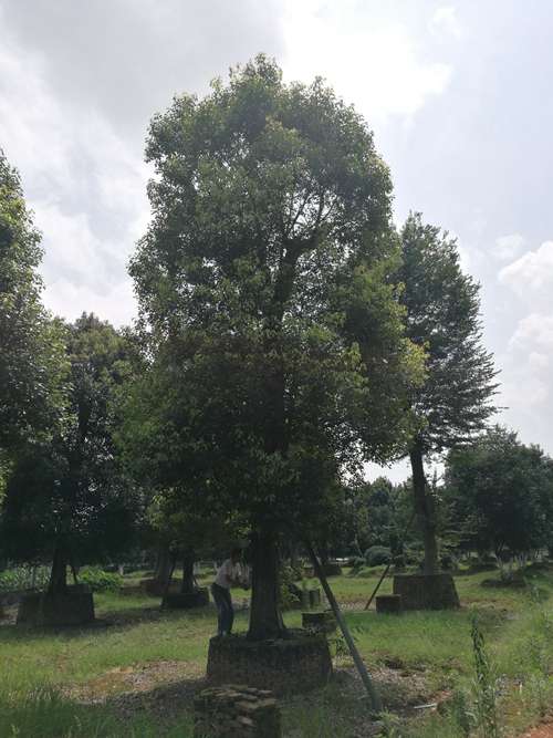 移栽骨架香樟