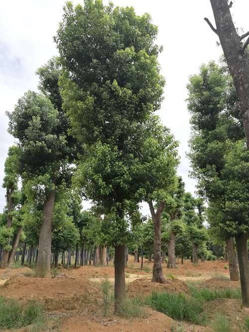 移栽骨架香樟